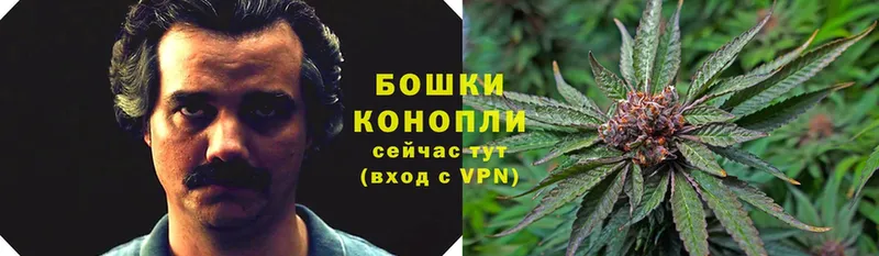 mega зеркало  купить наркотики цена  Волосово  Марихуана SATIVA & INDICA 